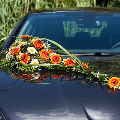 Autogesteck Mini-Gerbera, Mumis